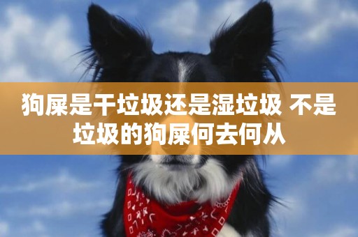 狗屎是干垃圾還是濕垃圾 不是垃圾的狗屎何去何從
