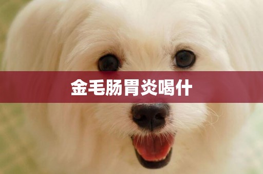 金毛腸胃炎喝什