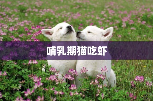 哺乳期貓吃蝦