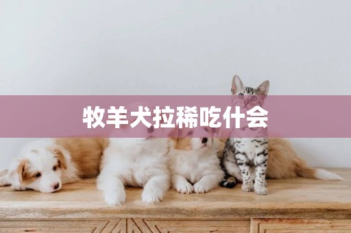 牧羊犬拉稀吃什會