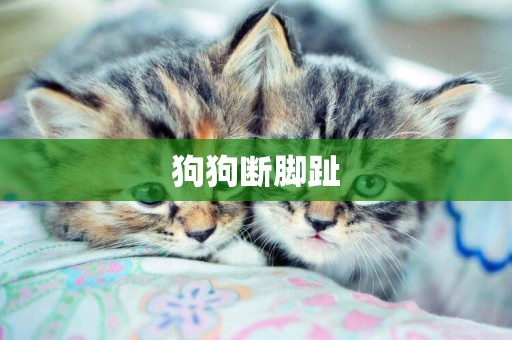 狗狗斷腳趾