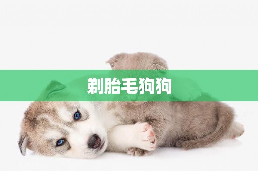 剃胎毛狗狗