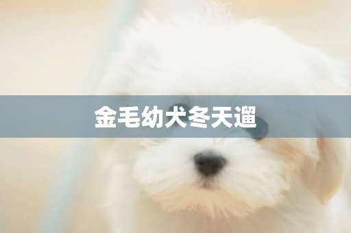 金毛幼犬冬天遛
