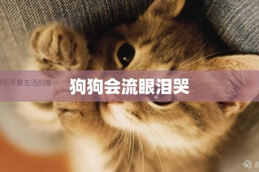 狗狗會流眼淚哭