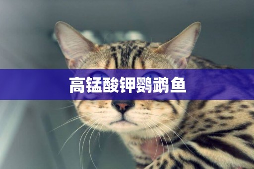 高錳酸鉀鸚鵡魚