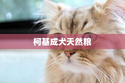 柯基成犬天然糧