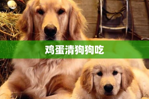 雞蛋清狗狗吃