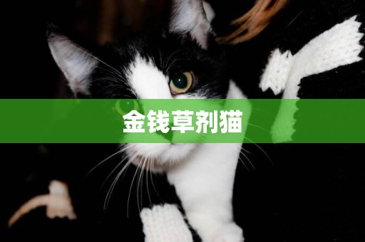 金錢草劑貓