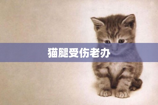 貓腿受傷老辦