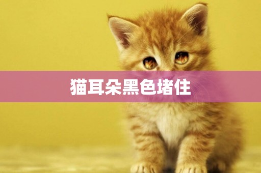 貓耳朵黑色堵住