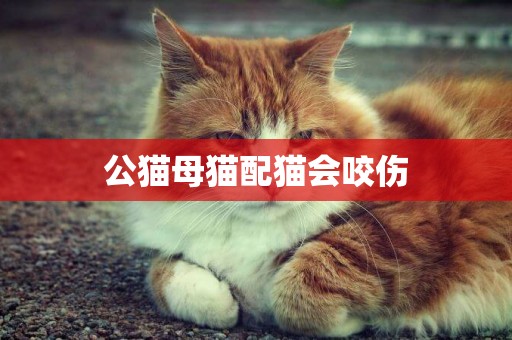 公貓母貓配貓會咬傷