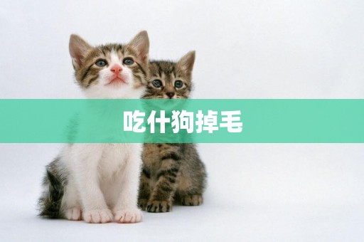 吃什狗掉毛