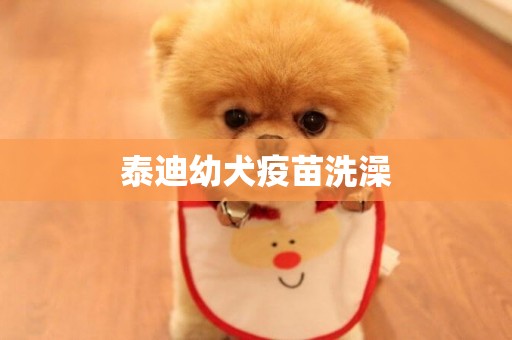 泰迪幼犬疫苗洗澡