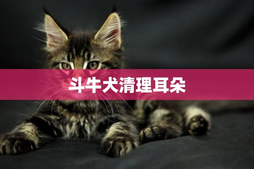 斗牛犬清理耳朵