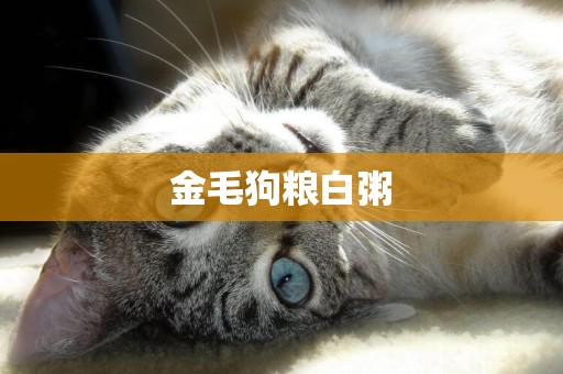 金毛狗糧白粥