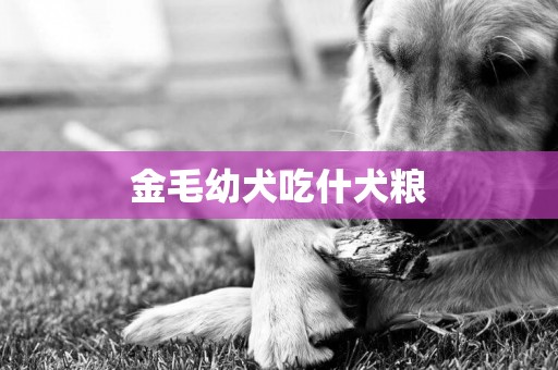 金毛幼犬吃什犬糧