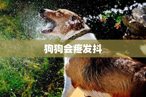 狗狗會疼發抖