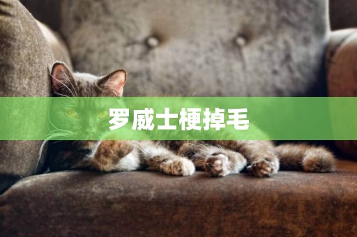 羅威士梗掉毛