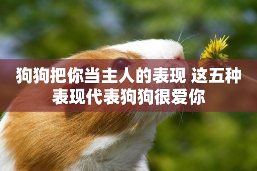 狗狗把你當主人的表現 這五種表現代表狗狗很愛你 狗狗把你當主人的表現 這五種表現代表狗狗很愛你