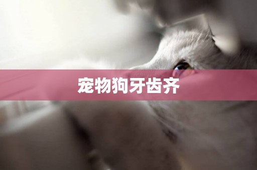 寵物狗牙齒齊