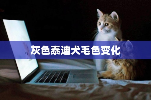 灰色泰迪犬毛色變化