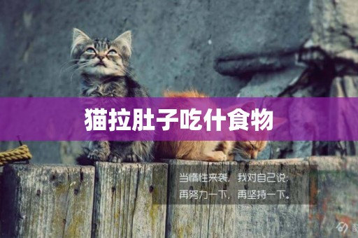 貓拉肚子吃什食物
