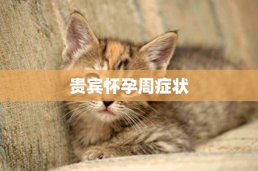 貴賓懷孕周癥狀