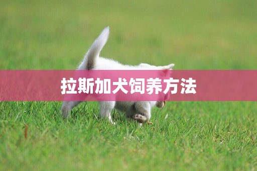 拉斯加犬飼養方法