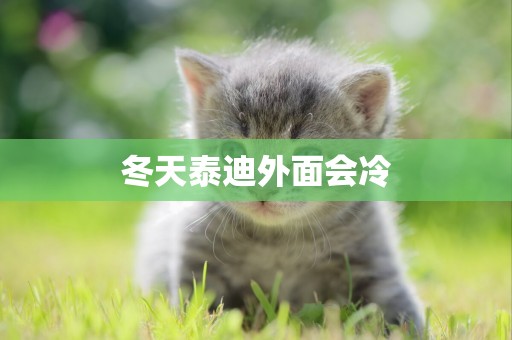 冬天泰迪外面會冷