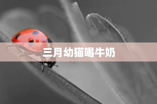 三月幼貓喝牛奶
