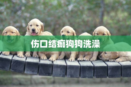 傷口結痂狗狗洗澡