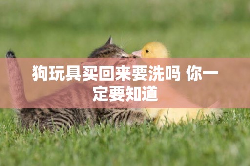 狗玩具買回來要洗嗎 你一定要知道