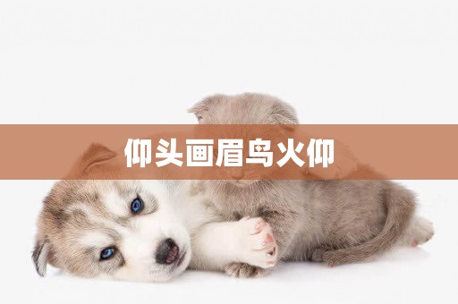 仰頭畫眉鳥火仰
