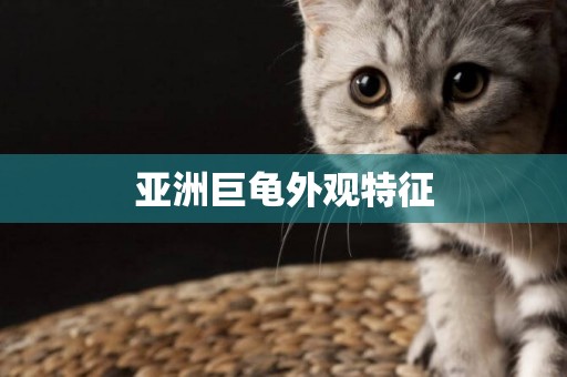 亞洲巨龜外觀特征