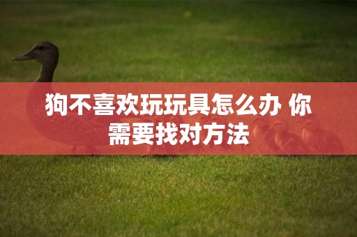 狗不喜歡玩玩具怎么辦 你需要找對方法
