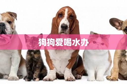 狗狗愛喝水辦