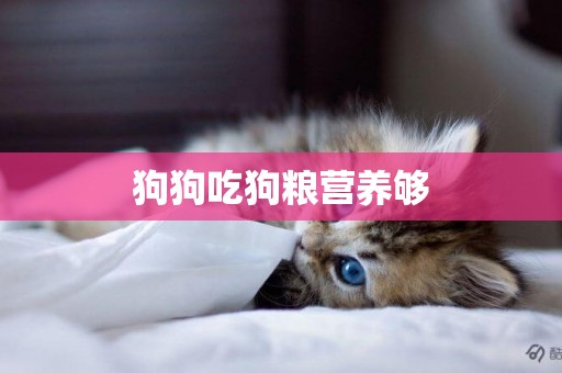 狗狗吃狗糧營養夠