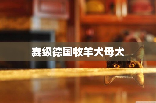 賽級德國牧羊犬母犬