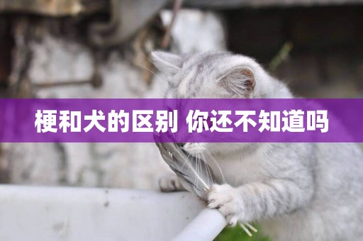 梗和犬的區別 你還不知道嗎