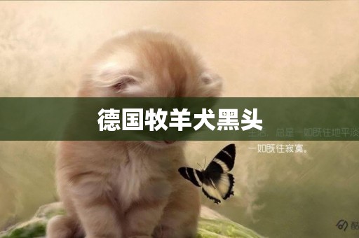 德國牧羊犬黑頭