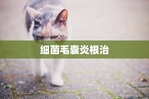 細菌毛囊炎根治