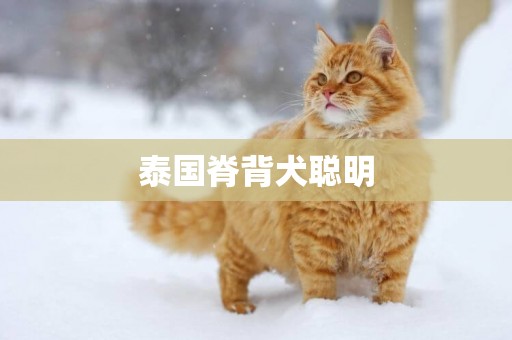 泰國脊背犬聰明