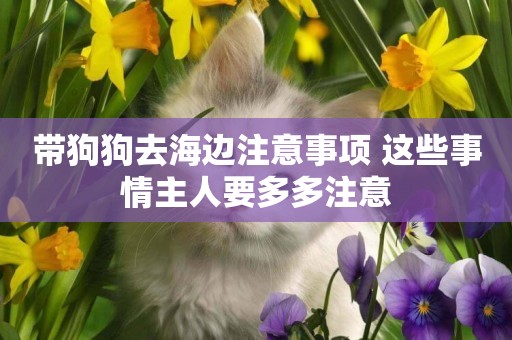 帶狗狗去海邊注意事項 這些事情主人要多多注意