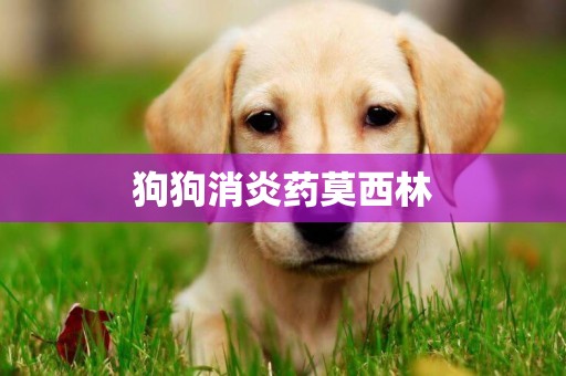 狗狗消炎藥莫西林
