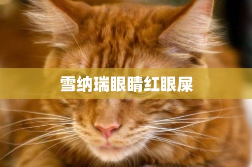 雪納瑞眼睛紅眼屎