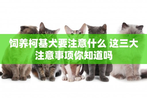 飼養柯基犬要注意什么 這三大注意事項你知道嗎 飼養柯基犬要注意什么 這三大注意事項你知道嗎