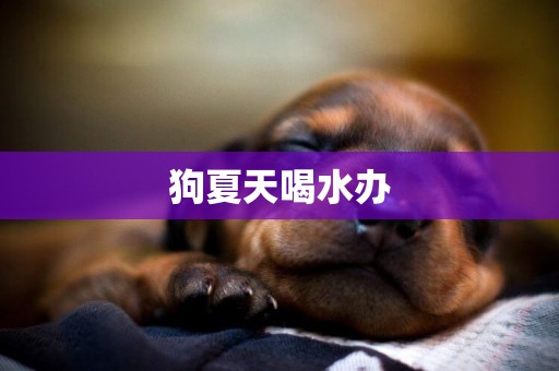 狗夏天喝水辦