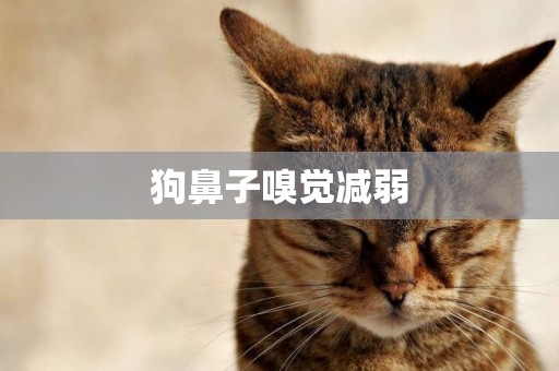狗鼻子嗅覺減弱
