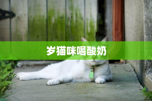 歲貓咪喝酸奶