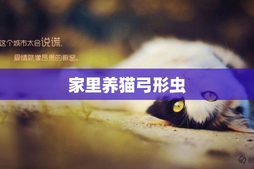 家里養貓弓形蟲
